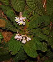 Neurocalyx championii, one flowering individual with multiple inflorescences, Kanneliya FR, Sri Lanka
