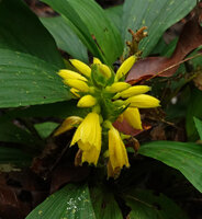 Neuwiedia zollingeri, Lahad Datu, Sabah, Borneo