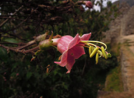 Nicotiana tomentosa, flower, lateral view, Machu Pichu, Peru