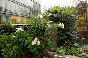 Nipponanthemum nipponicum and Mahonia &#039;Charity&#039; on Vertical Garden, SPG Amandolier, Geneva