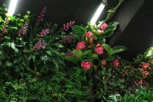 NODA, Aechmea, Medinilla, Begonia and young lianas on cables, Issy-les-Moulineaux