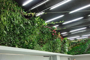NODA, vertical gardens and lianas reaching the top cables, Issy-les-Moulineaux