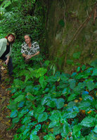 Noémie Vialard and Patrick Blanc just above the Begonia pavonina population, Cameron Highlands, March 2014