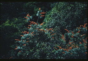 Norantea guianensis in forest canopy, Radeau des Cimes expedition, Petit Saut, French Guyana