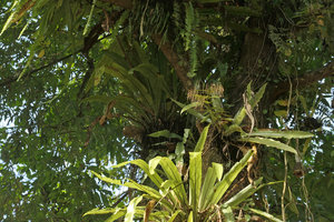 Numerous long straight capsular fruits of an epiphytic Gesneriaceae, maybe Loxostigma griffithii, Putao, Kachin, Myanmar