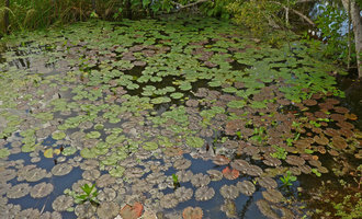 Nymphaea amazonum, mixed population of brown and green leaved individuals in full sun exposed situation, Barranquilla, Colombia.