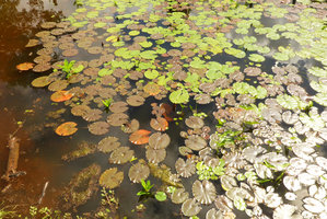 Nymphaea amazonum, mixed population of brown anthocyanic and green leaved individuals, Barranquilla, Colombia.jpeg