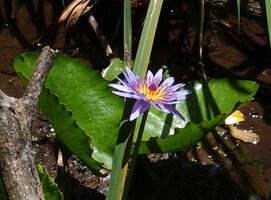 Nymphaea nouchali var. caerulea flowering in a shallow swamp, Ngezi FR, Pemba, Tanzania