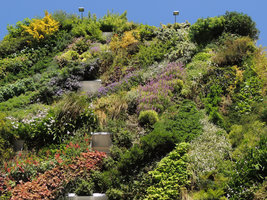 Oasis d' Aboukir in full bloom, one year after the plant installation, early April 2014