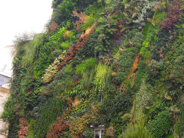 Oasis d&#039;Aboukir, plant species detail, October 2013