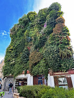 Oasis d'Aboukir, vertical garden by Patrick Blanc, 13 years after its creation, May 2026