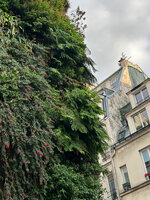 Oasis d&#039;Aboukir with Fuchsia regia still blooming in early December 2023 and a patch of the fern Hypolepis dicksonioides