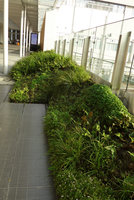 Oblique bench garden at the Shinkansen station covered by native plant species, one year after plant installation, Yamaguchi, Japan