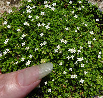 Oldenlandiopsis callitrichoides, maybe the smallest Rubiaceae species, Valle de Vinales, Cuba
