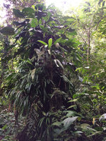 Old tree trunk covered by Araceae and Cyclanthaceae in coastal fresh swamp forest, Arusi, Nuqui, Choco, Colombia