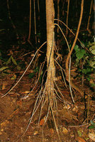 Oncoba flagelliflora, numerous flagelliferous axes growing downwards in leaf litter and producing only flowers, Campo, Cameroun