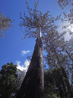 One of the highest Eucalyptus regnans with peeling bark, Mount Field, Tasmania