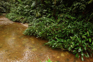 Ooia glans as a rheophyte population on the banks of a fast flowing forest stream, Penrissen Range, Padawan, Sarawak, Borneo
