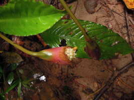 Ooia glans, fruiting spadix with partly decayed spatha, Penrissen Range, Padawan, Sarawak, Borneo