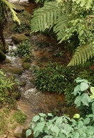 Ooia glans rheophytic population on rocks during calm weather in fast flowing forest stream, Penrissen Range, Padawan, Sarawak, Borneo