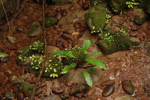 Ooia glans, seedlings and young individuals on rocks in fast flowing forest stream, Penrissen Range, Padawan, Sarawak, Borneo