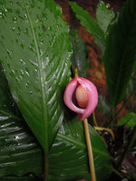 Ooia glans, spatha and spadix at anthesis, Penrissen Range, Padawan, Sarawak, Borneo