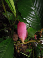 Ooia glans spatha, Penrissen Range, Padawan, Sarawak, Borneo