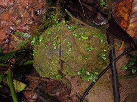 Ooia glans, tiny seedlings among mosses on a pebble in rheophytic habitat, Penrissen Range, Padawan, Sarawak, Borneo
