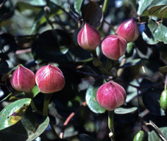 Operculina turpethum, young  fruits protected by sepals, Morondava, Madagascar