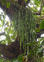 Ophioglossum pendulum, huge clump of self installed epiphyte without nesting in another basket fern, Biausevu, Viti Levu, Fiji