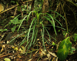 Ophiopogon cf. erectus in forest understory, Nam Cang, Sapa, Vietnam