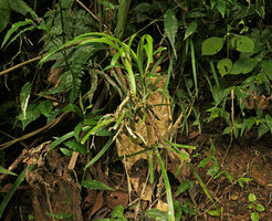 Ophiopogon cf. erectus, long stem supported by stilt roots then later decumbent, winged papyraceous sheaths, Nam Cang, Sapa, Vietnam