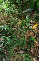 Ophiopogon chingii, long, almost climbing stem, Son Tra, 100 m asl, Da Nang, Vietnam