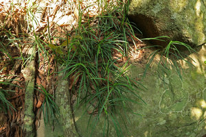 Ophiopogon chingii, vegetative population on rock, Son Tra, 100 m asl, Da Nang, Vietnam