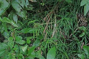 Ophiopogon  chingii, vegetative population on vertical earth slope, Son Tra, 100 m asl, Da Nang, Vietnam