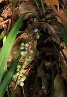 Ophiopogon longifolius, shortly petiolate leaves and infructescence, Doi Suthep NP, Chiang Mai, Thailand