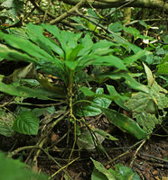 Ophiopogon sp., apical rosette of leaves at the top of a defoliated stem with adventitious stilt roots, Ba Be NP, Vietnam