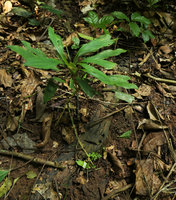 Ophiopogon sp., apical rosette of leaves at the top of the defoliated stem and axillary basal shoot emerging from the stem, Ba Be NP, Vietnam