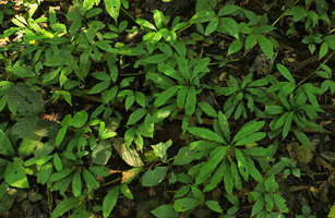 Ophiopogon sp., vegetative population, Ba Be NP, Vietnam