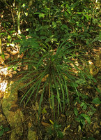 Ophiopogon sp. with linear leaves in the karst forest understory, Ba Be NP, Vietnam