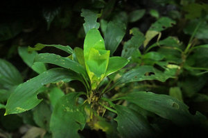 Ophiopogon sp., young leaves emerging from the apical rosette of leaves, the blades expanding and maturing before the petioles, Ba Be NP, Vietnam