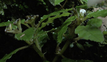Ophiorrhiza crispa, flower and boat shaped fleshy capsular fruits, Warsambin waterfall, Waigeo, Raja Ampat, Southwest Papua