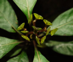 Ophiorrhiza debruynii, boat shaped fleshy capsular fruits, Masihulan, Seram, Moluccas