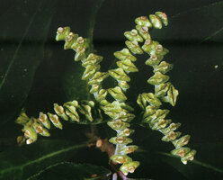 Ophiorrhiza discolor, upwards opening narrow fleshy boat shaped capsules allowing rain splash tiny seeds dispersal, Panang Hill, Malaysia