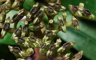 Ophiorrhiza fontinalis, boat shaped maturing capsules, Phang Nga, Thailand