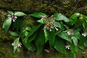 Ophiorrhiza fontinalis established as rheophyte on mossy rock, Phang Nga, Thailand
