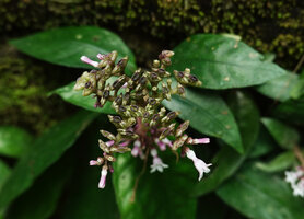 Ophiorrhiza fontinalis, flowers and maturing capsules, Phang Nga, Thailand