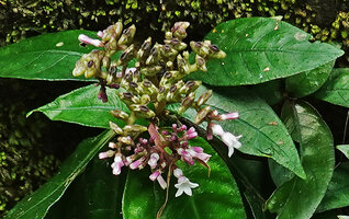 Ophiorrhiza fontinalis, flowers at anthesis and maturing boat shaped capsules, Phang Nga, Thailand