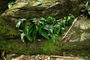 Ophiorrhiza fontinalis, small population established as as a rheophyte on mossy rock fissures, Phang Nga, Thailand