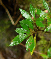 Ophiorrhiza peploides, flower bud and maturing fleshy capsule, Bouma Nat. Heritage Park, Taveuni, Fiji